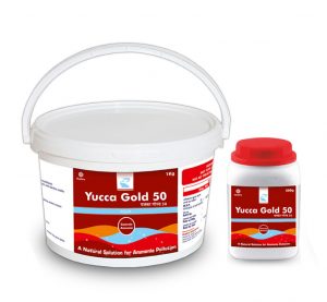 Yucca-gold-50